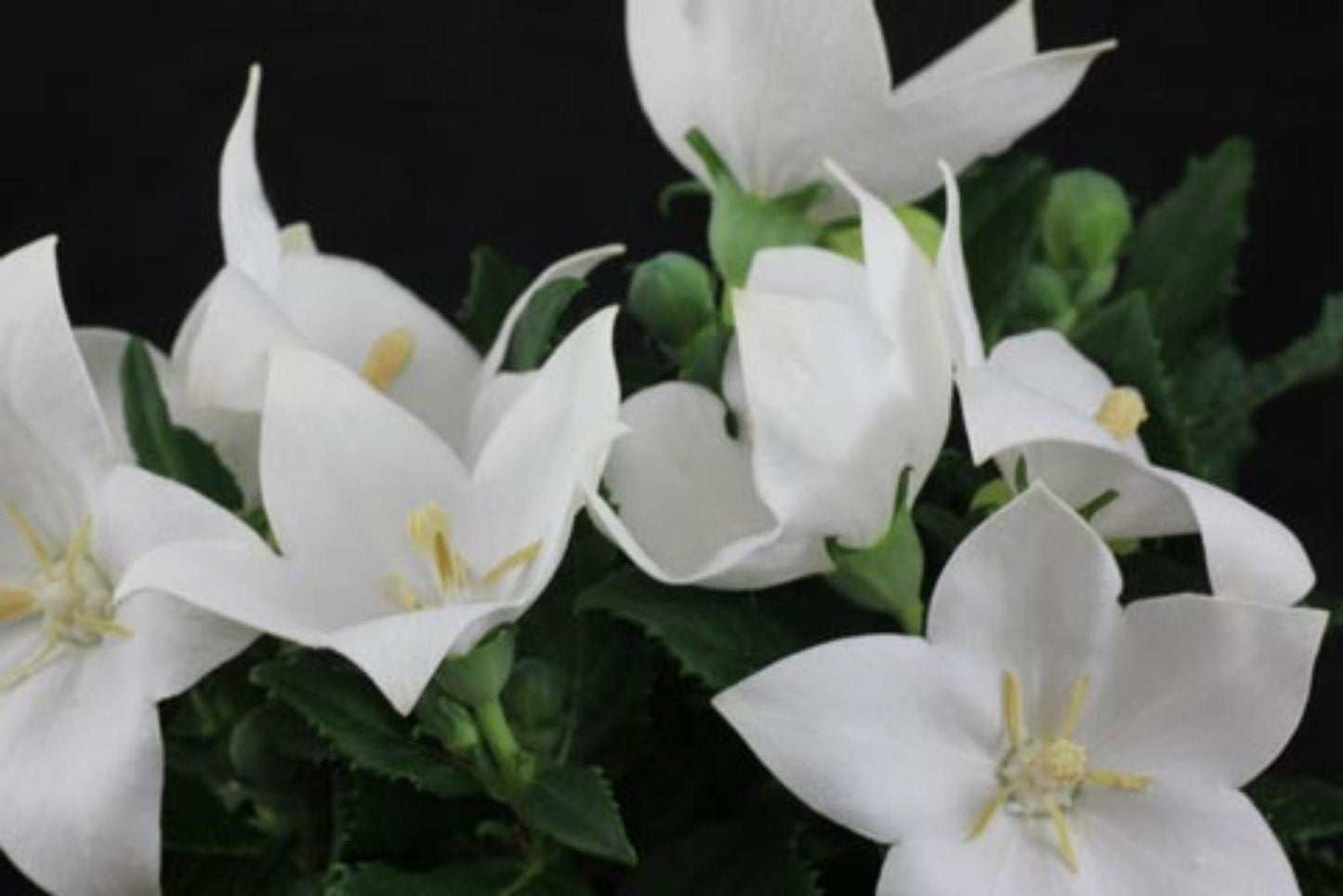 G5137 Platycodon Grandiflorus Astra White - View 4 from www redcrocus com