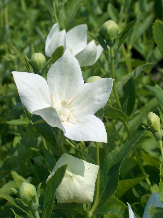 G5137 Platycodon Grandiflorus Astra White - View 5 from www redcrocus com