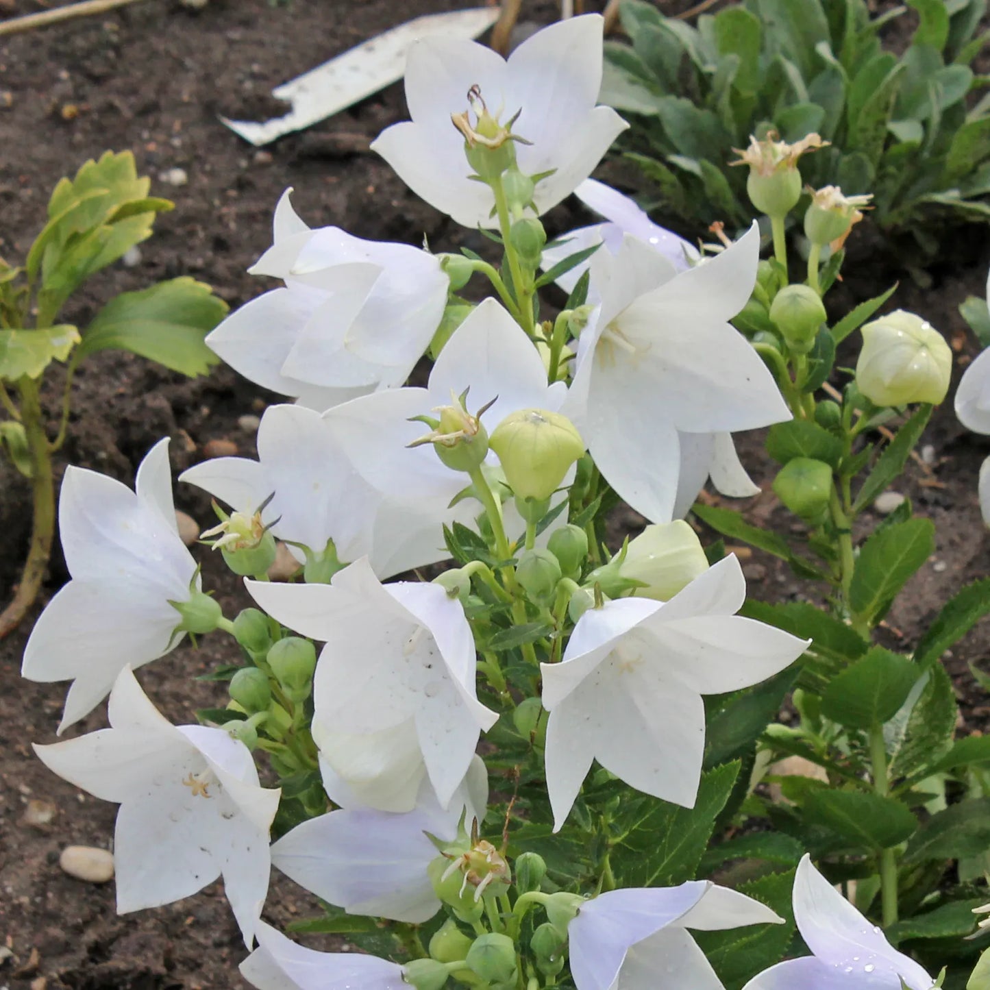 G5137 Platycodon Grandiflorus Astra White - View 7 from www redcrocus com