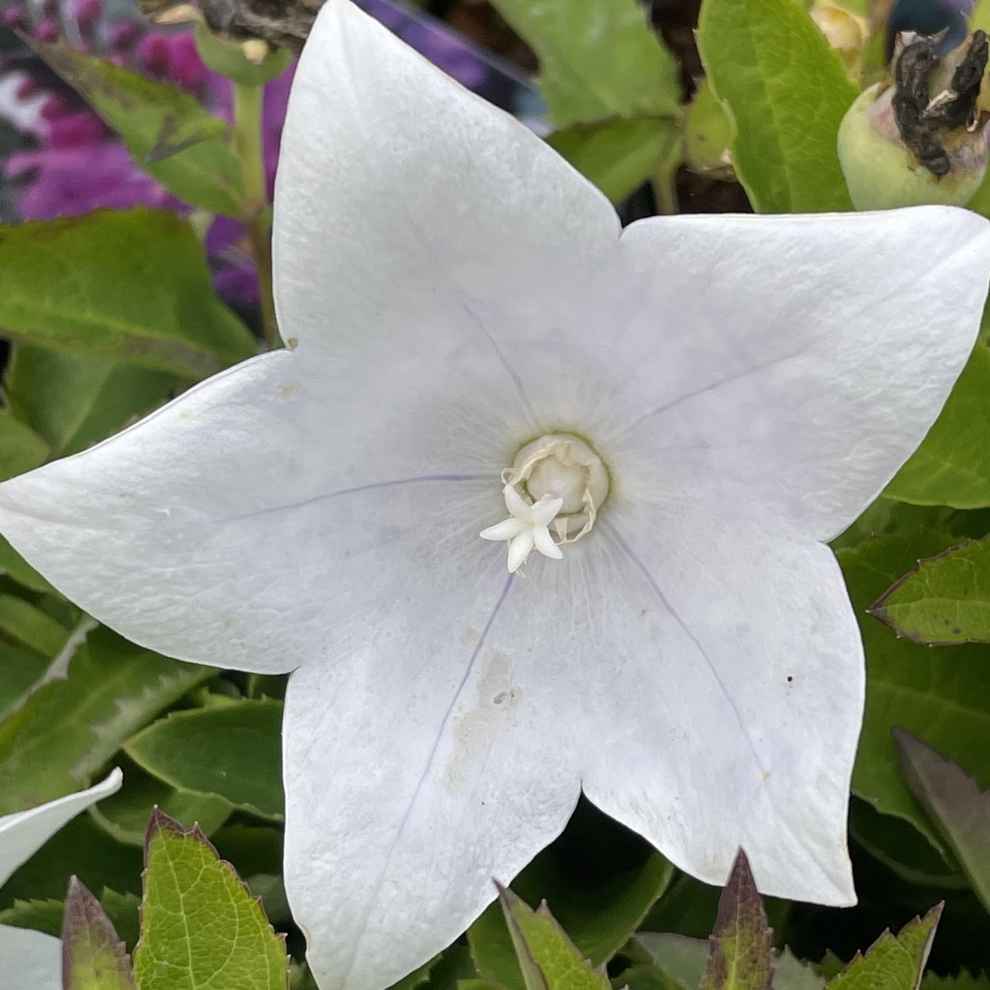 G5137 Platycodon Grandiflorus Astra White - View 8 from www redcrocus com