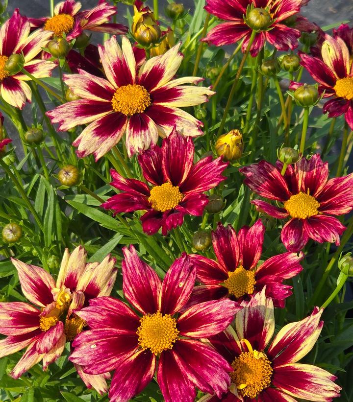 G5139 Coreopsis X 'li'l Bang Starlight' - View 10 from www redcrocus com