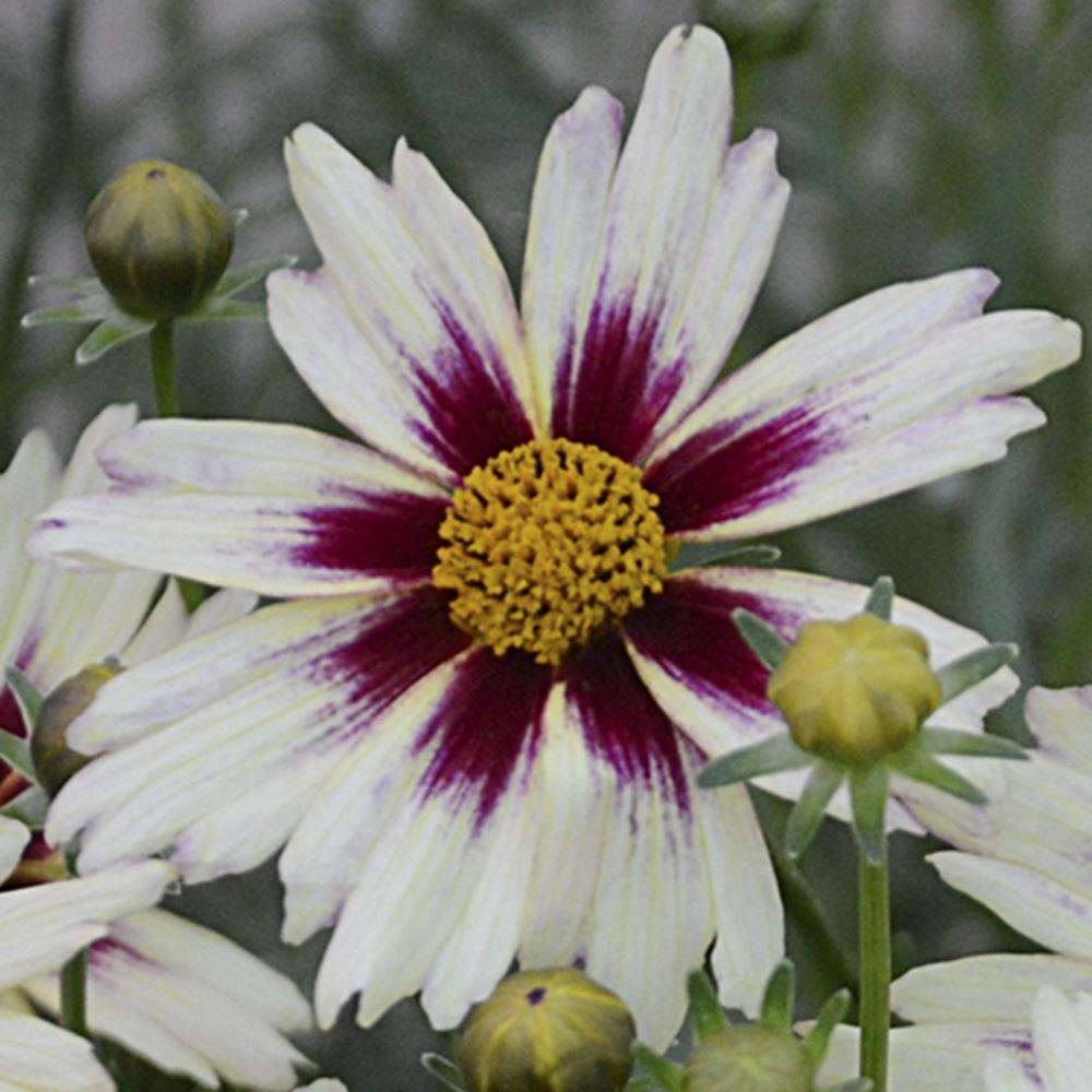 G5139 Coreopsis X 'li'l Bang Starlight' - View 11 from www redcrocus com