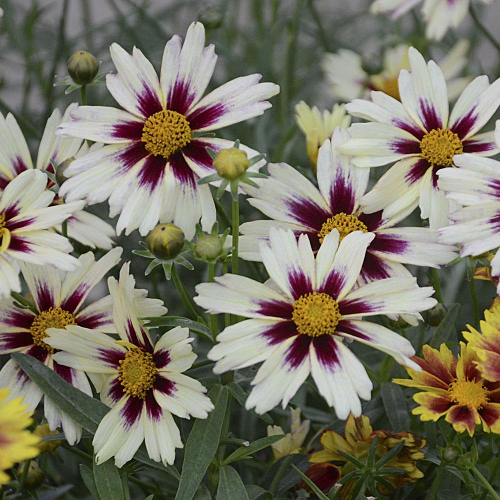 G5139 Coreopsis X 'li'l Bang Starlight' - View 6 from www redcrocus com