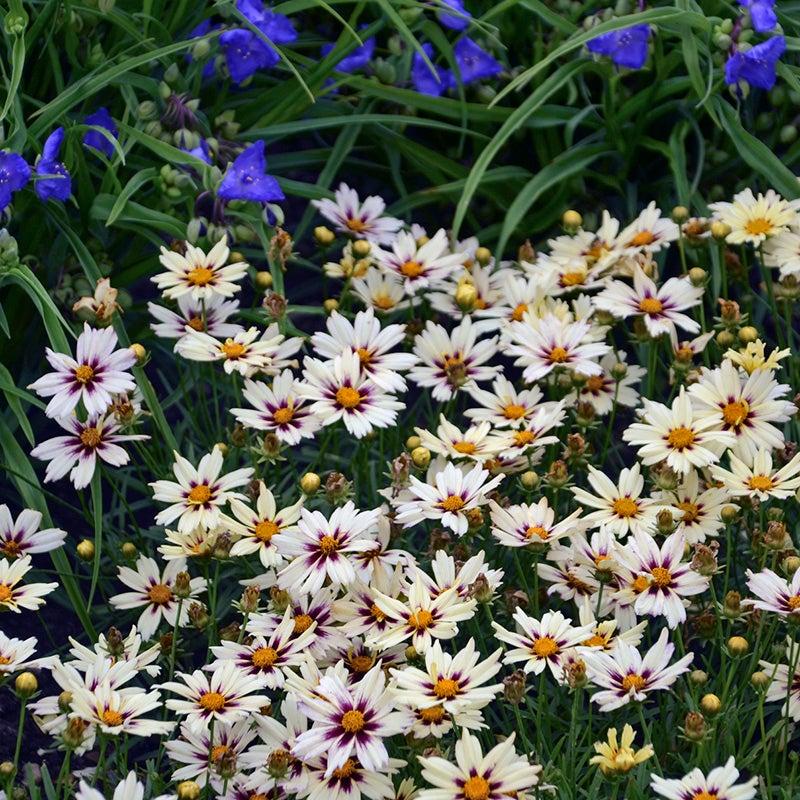 G5139 Coreopsis X 'li'l Bang Starlight' - View 7 from www redcrocus com