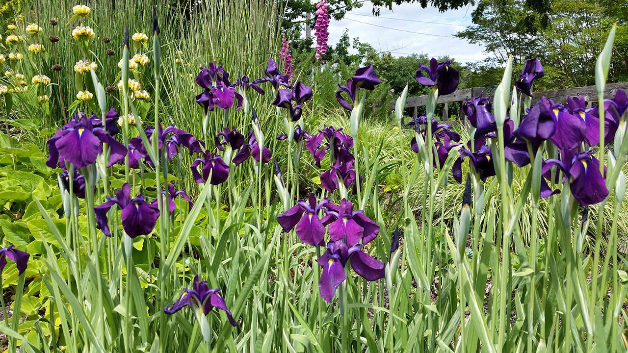 G5244 Iris Ensata Variegata - View 17 from www redcrocus com