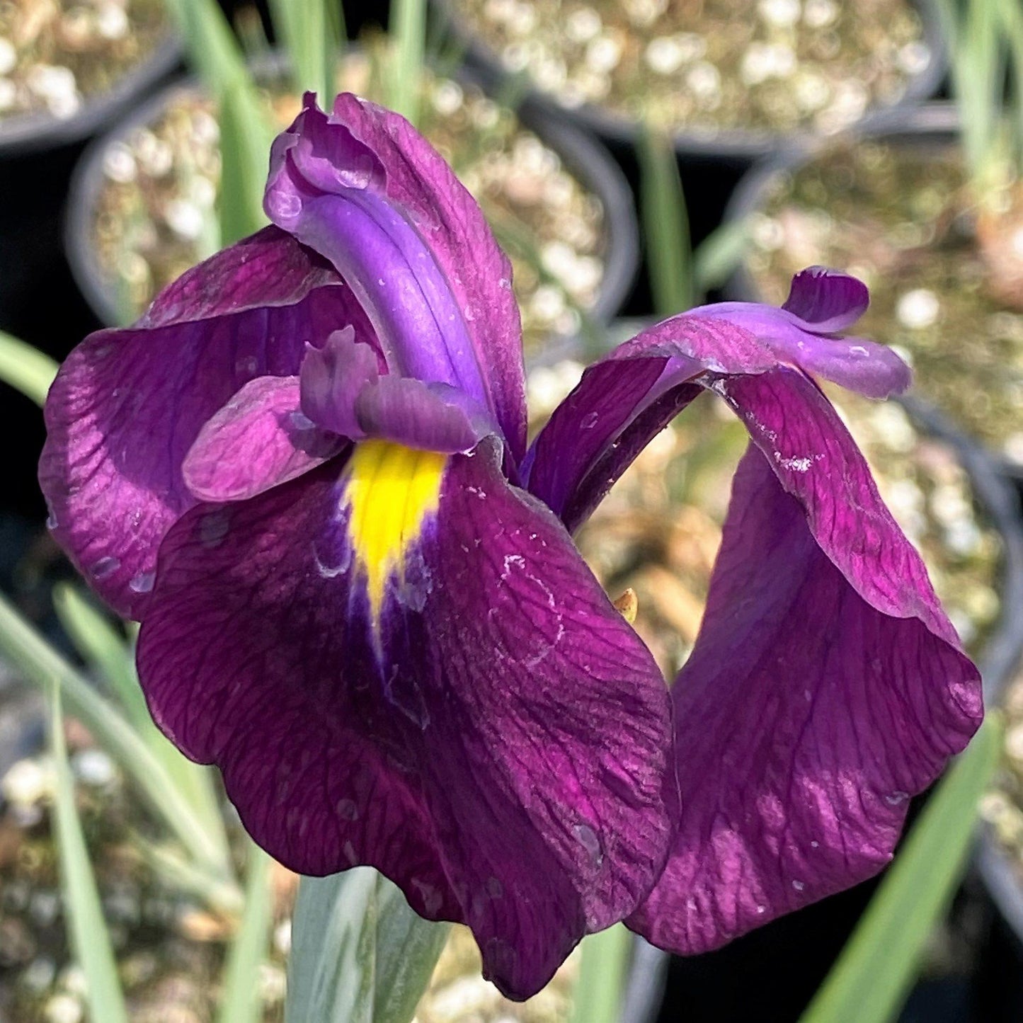 G5244 Iris Ensata Variegata - View 8 from www redcrocus com