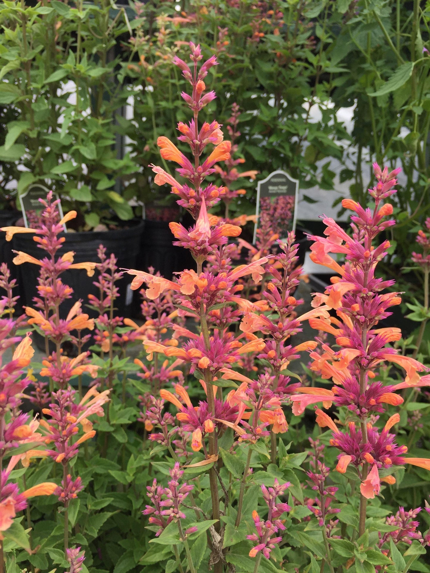 G5247 Agastache Mango Tango - View 10 from www redcrocus com