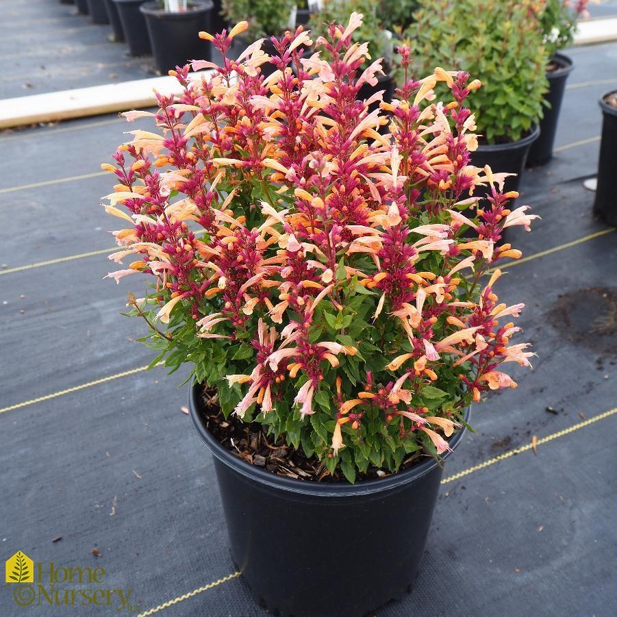 G5247 Agastache Mango Tango - View 11 from www redcrocus com