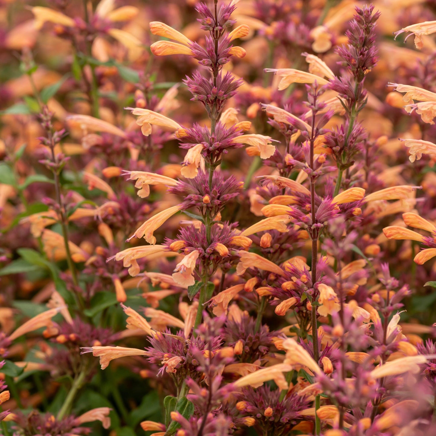 G5247 Agastache Mango Tango - View 13 from www redcrocus com
