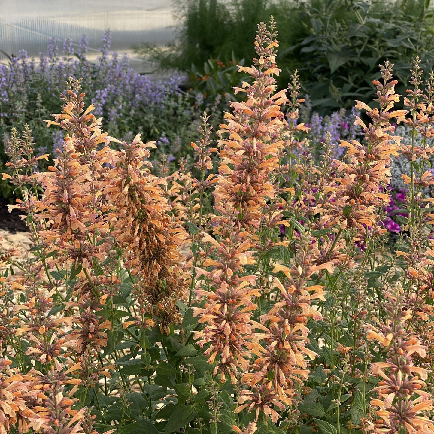 G5247 Agastache Mango Tango - View 14 from www redcrocus com