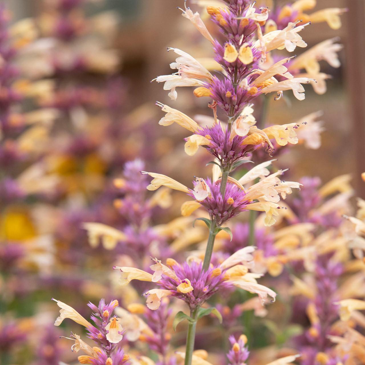 G5247 Agastache Mango Tango - View 15 from www redcrocus com