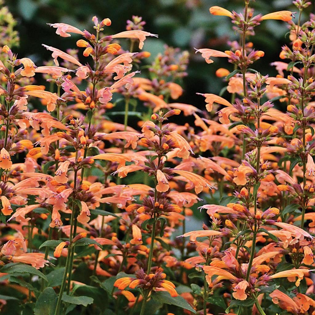 G5247 Agastache Mango Tango - View 16 from www redcrocus com
