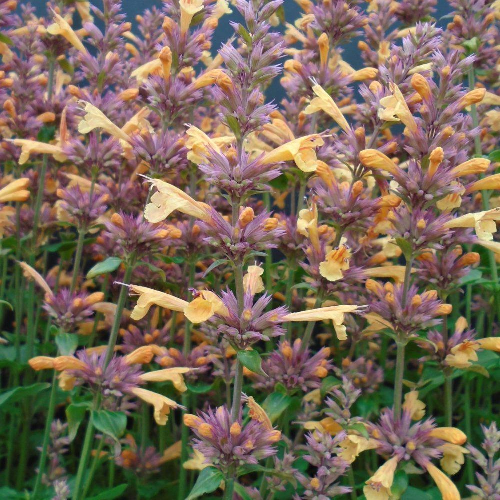 G5247 Agastache Mango Tango - View 17 from www redcrocus com