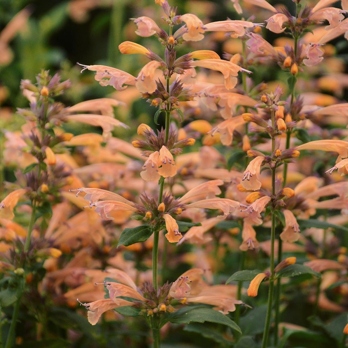 G5247 Agastache Mango Tango - View 18 from www redcrocus com