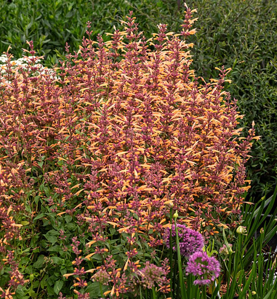 G5247 Agastache Mango Tango - View 19 from www redcrocus com