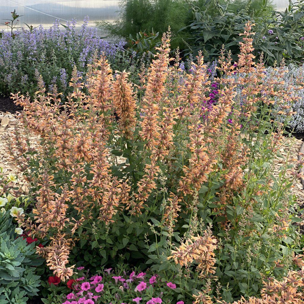 G5247 Agastache Mango Tango - View 1 from www redcrocus com
