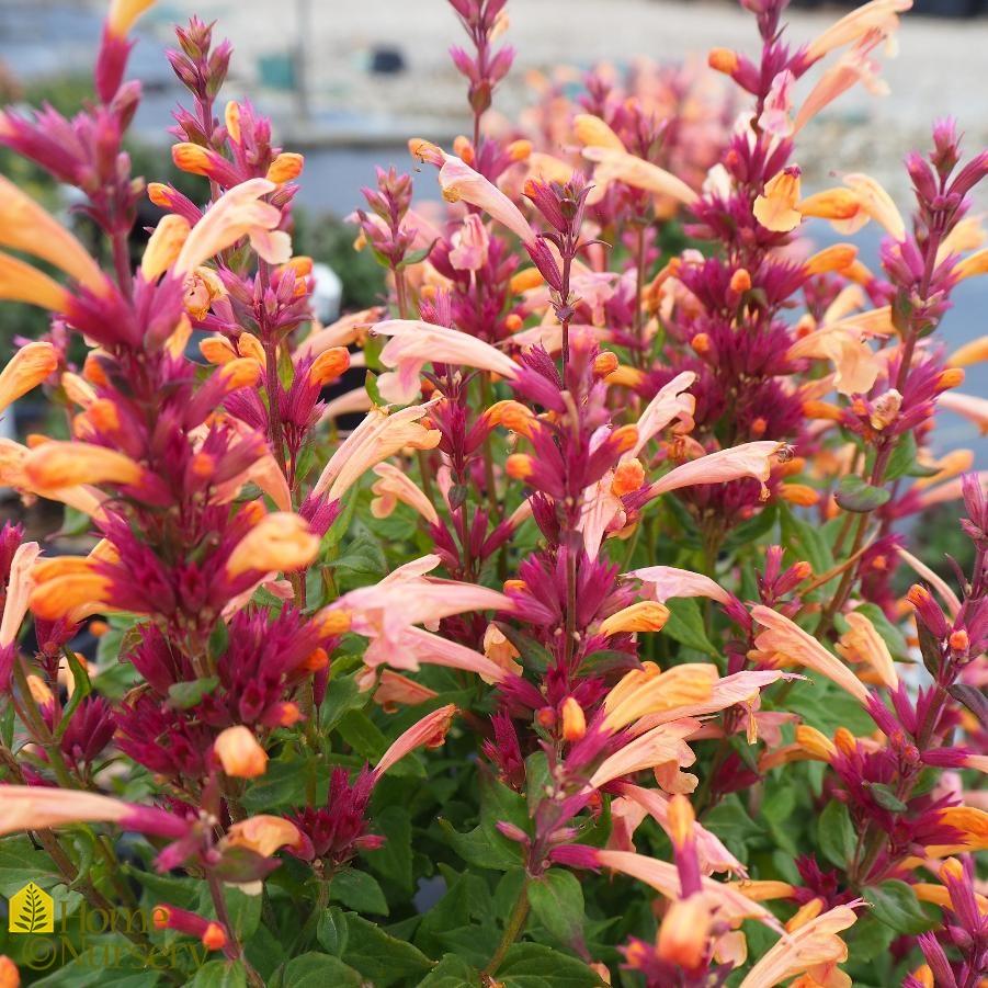 G5247 Agastache Mango Tango - View 3 from www redcrocus com