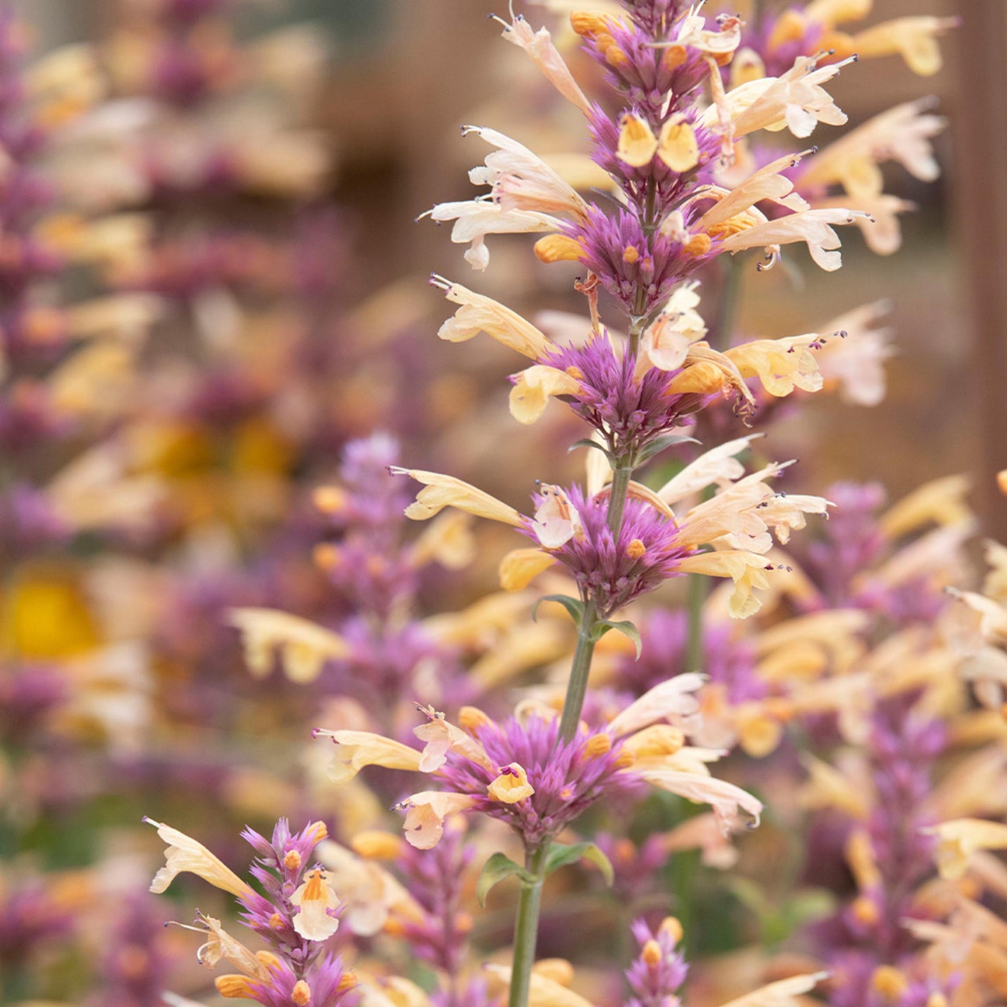 G5247 Agastache Mango Tango - View 4 from www redcrocus com