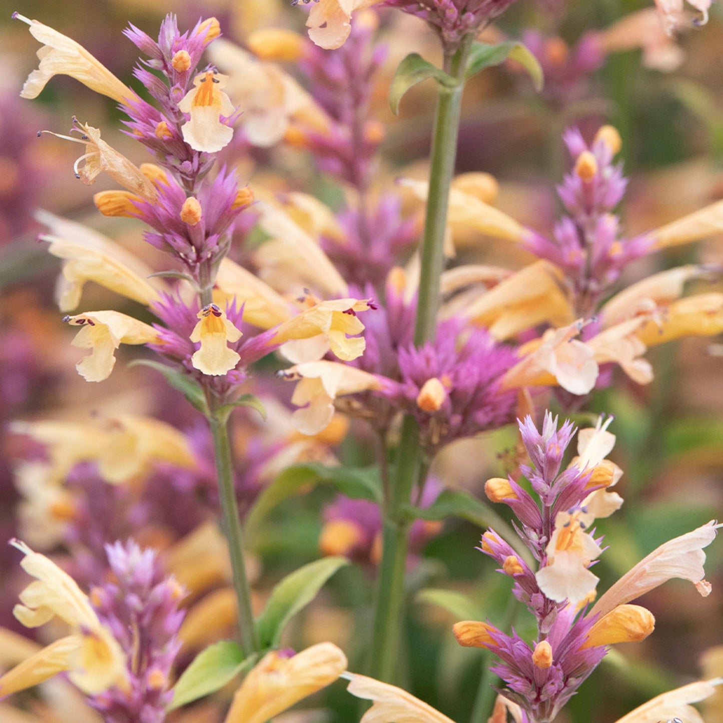 G5247 Agastache Mango Tango - View 5 from www redcrocus com