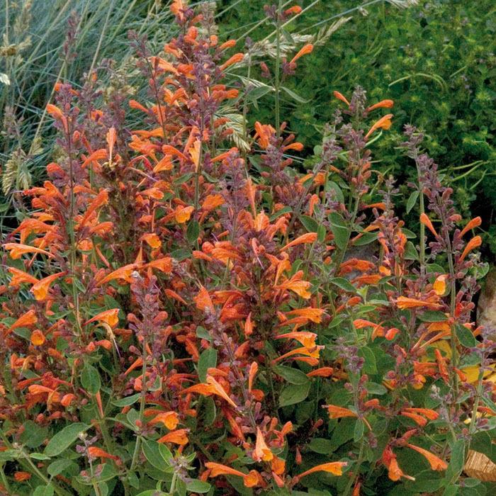 G5247 Agastache Mango Tango - View 6 from www redcrocus com