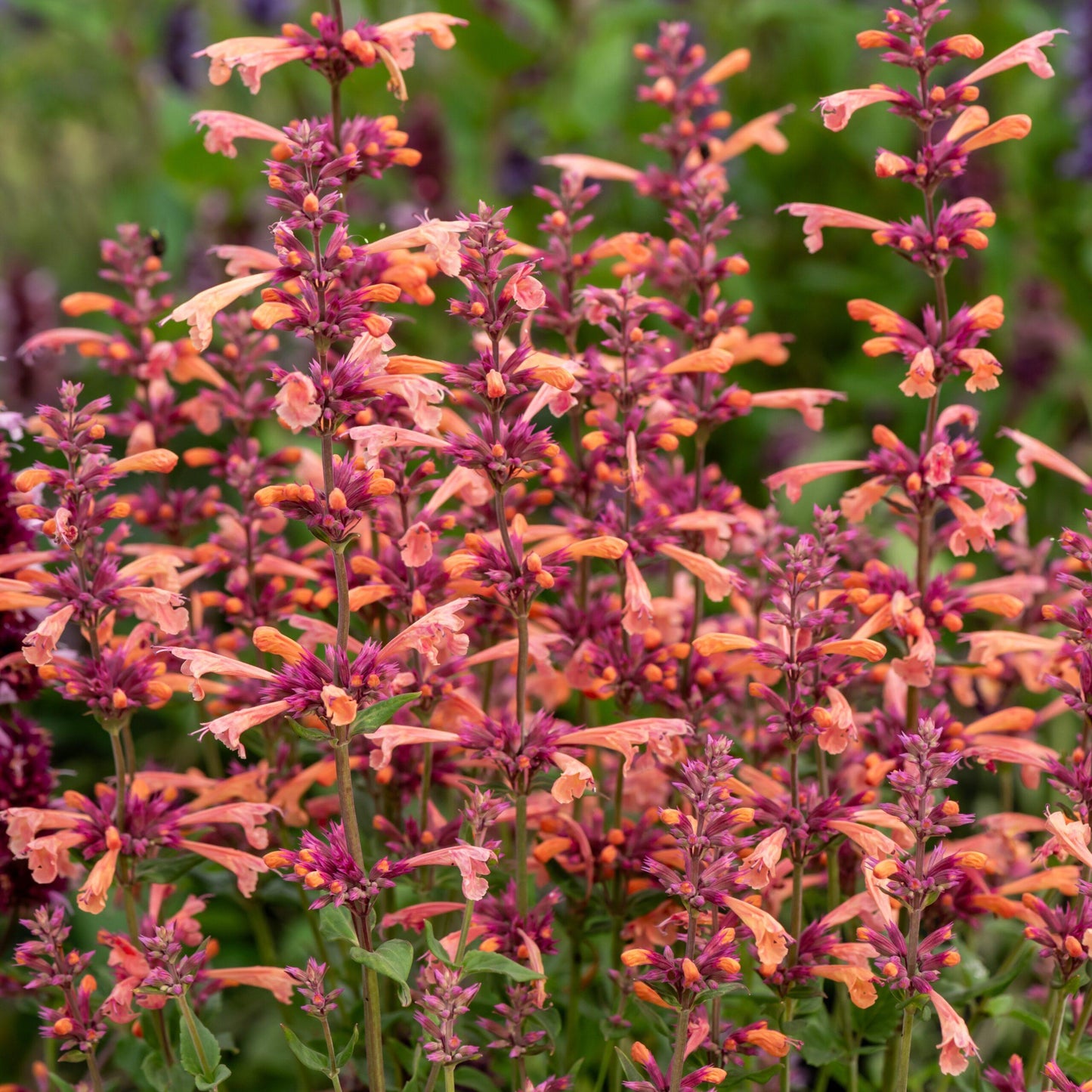 G5247 Agastache Mango Tango - View 7 from www redcrocus com