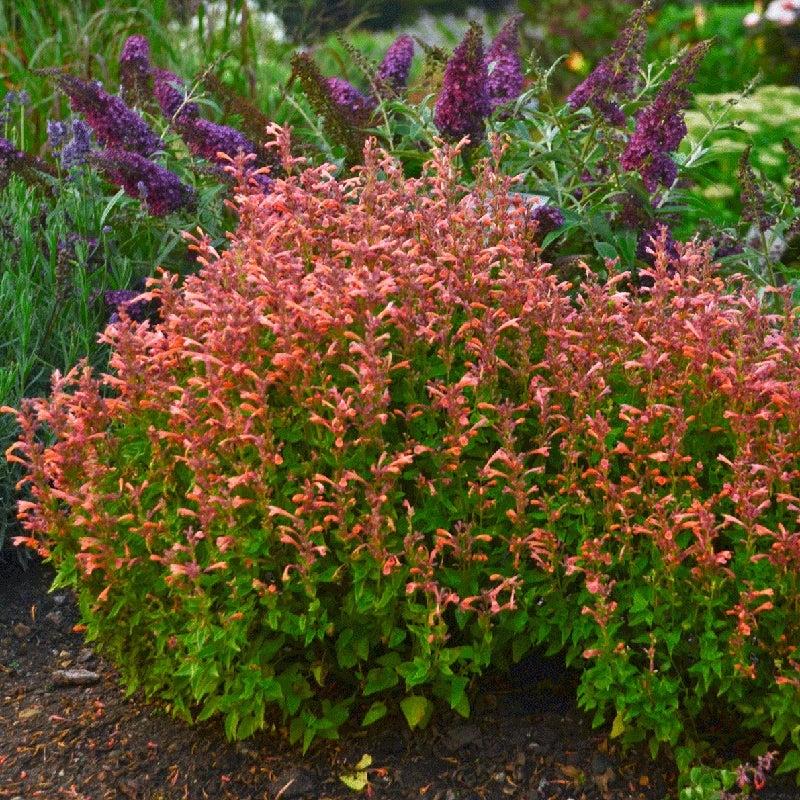 G5247 Agastache Mango Tango - View 8 from www redcrocus com