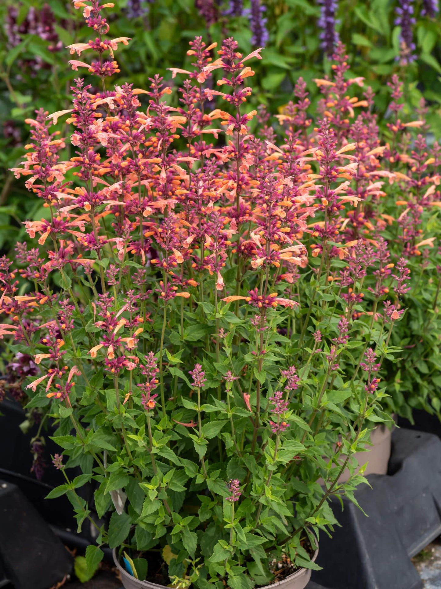 G5247 Agastache Mango Tango - View 9 from www redcrocus com