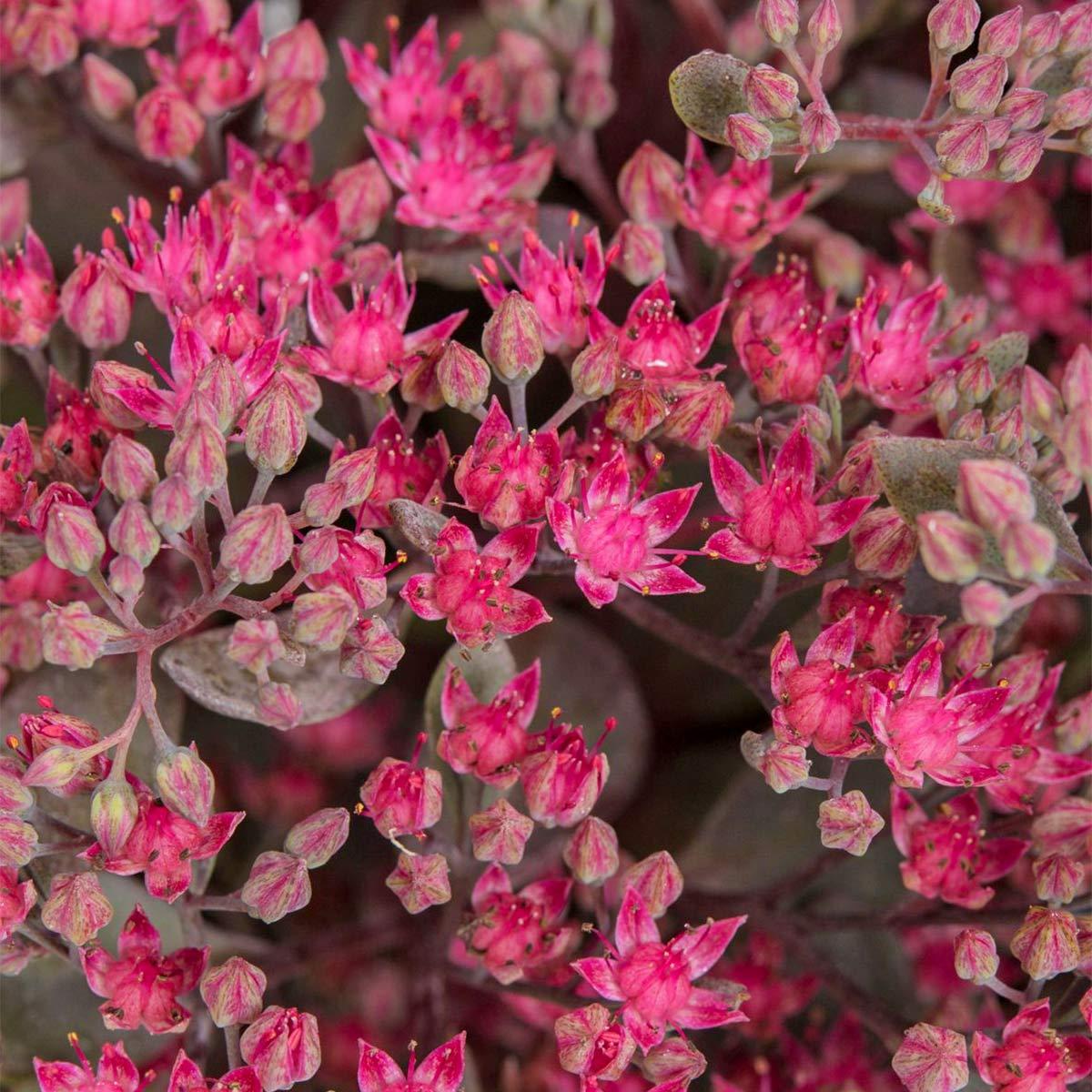 G5257 Sedum Sunsparkler Firecracker - View 11 from www redcrocus com