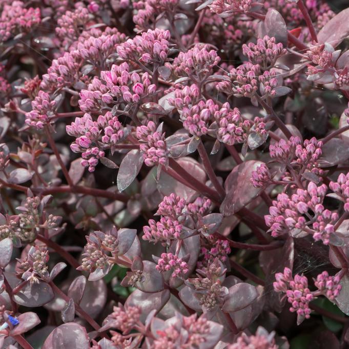 G5257 Sedum Sunsparkler Firecracker - View 12 from www redcrocus com