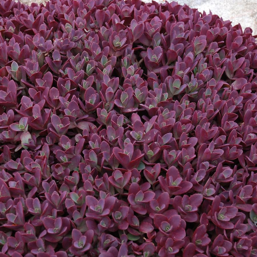 G5257 Sedum Sunsparkler Firecracker - View 17 from www redcrocus com