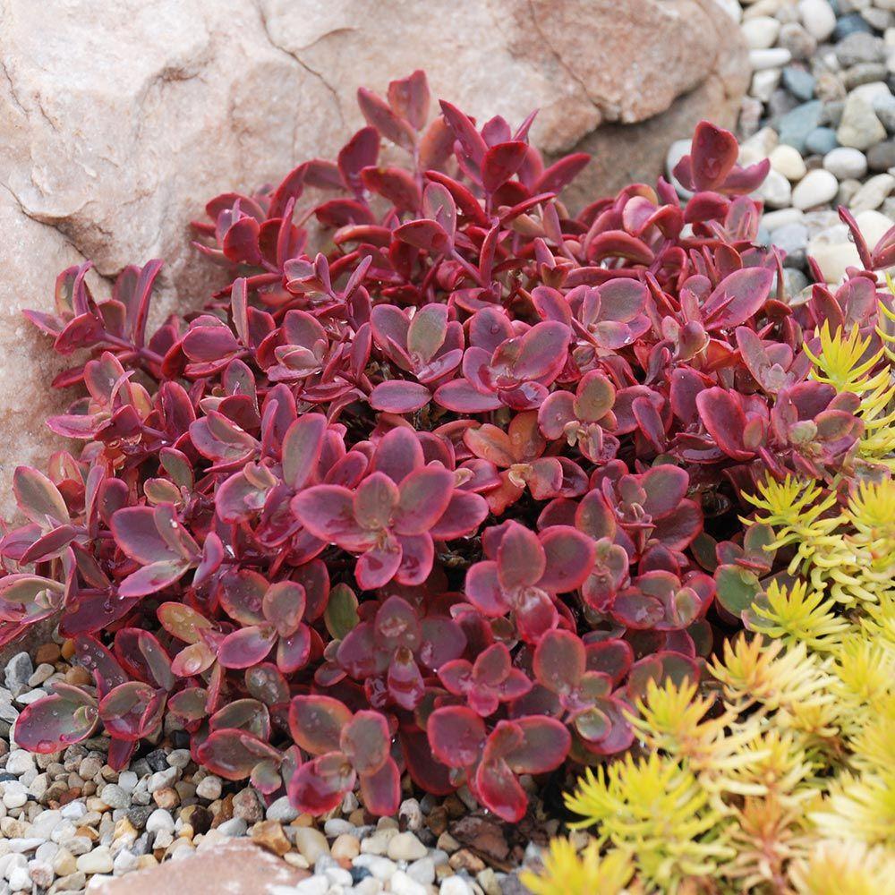 G5257 Sedum Sunsparkler Firecracker - View 19 from www redcrocus com