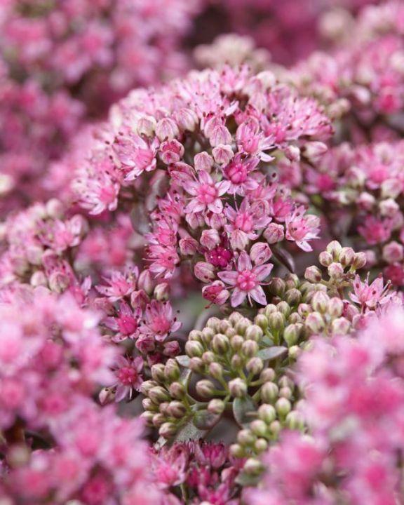 G5257 Sedum Sunsparkler Firecracker - View 3 from www redcrocus com