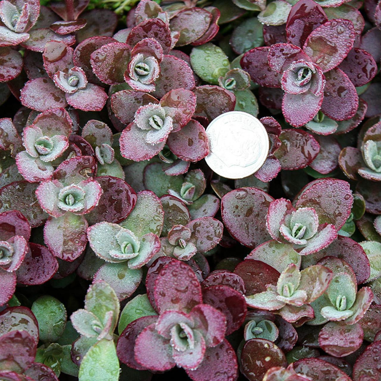 G5257 Sedum Sunsparkler Firecracker - View 8 from www redcrocus com
