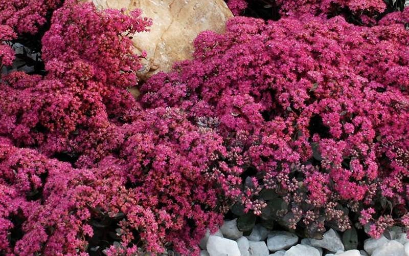 G5257 Sedum Sunsparkler Firecracker - View 9 from www redcrocus com