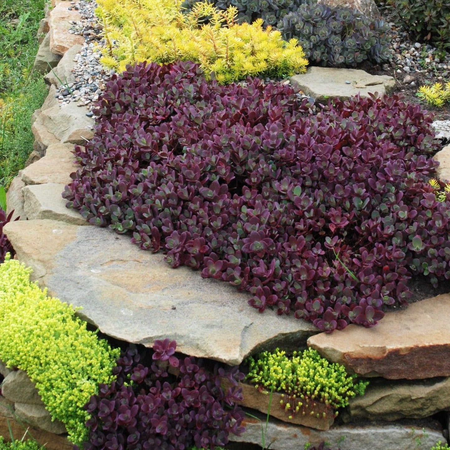 G5257 Sedum 'sunsparkler Firecracker' - View 15 from www redcrocus com