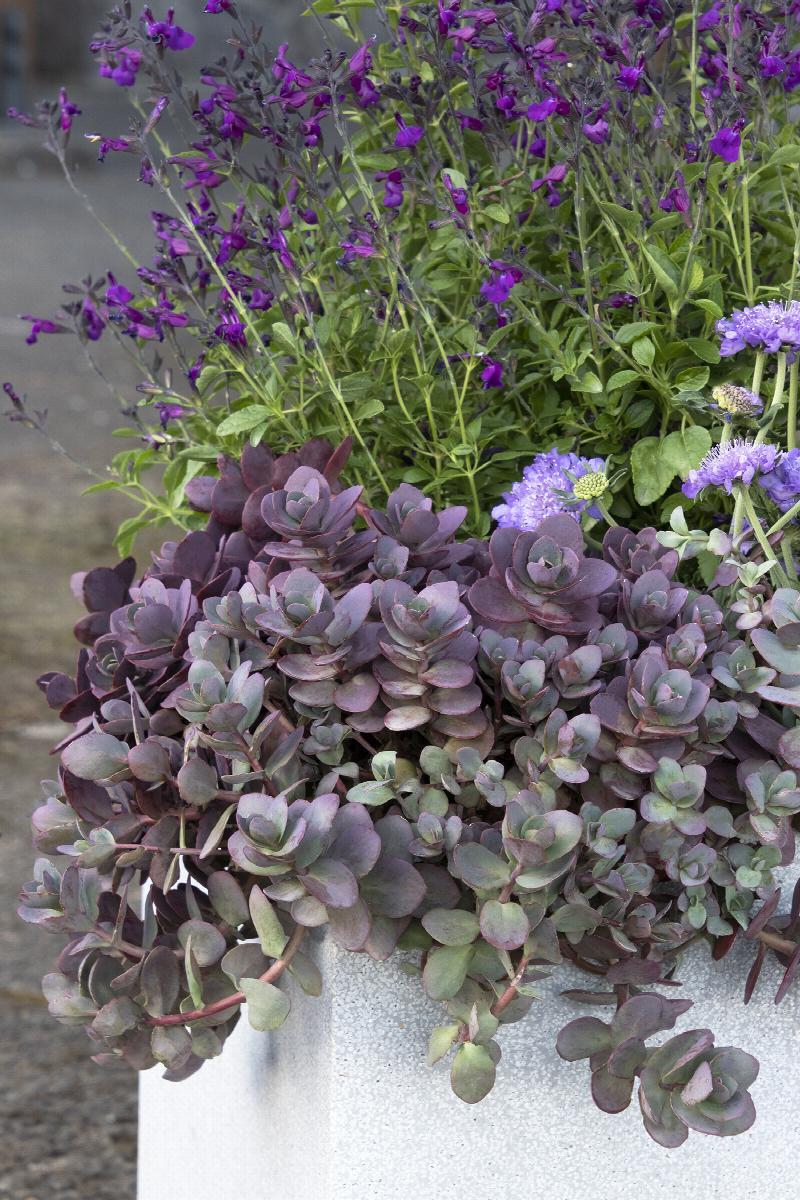 G5257 Sedum 'sunsparkler Firecracker' - View 18 from www redcrocus com