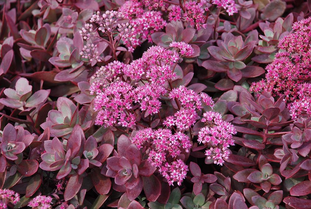 G5257 Sedum 'sunsparkler Firecracker' - View 1 from www redcrocus com