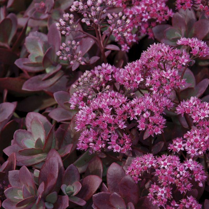 G5257 Sedum 'sunsparkler Firecracker' - View 2 from www redcrocus com