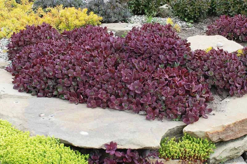 G5257 Sedum 'sunsparkler Firecracker' - View 3 from www redcrocus com