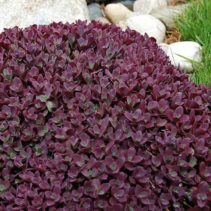 G5257 Sedum 'sunsparkler Firecracker' - View 4 from www redcrocus com