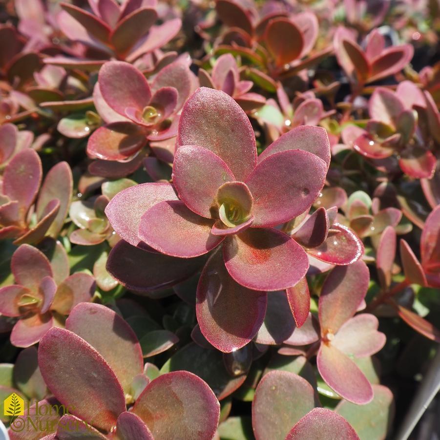 G5257 Sedum 'sunsparkler Firecracker' - View 6 from www redcrocus com