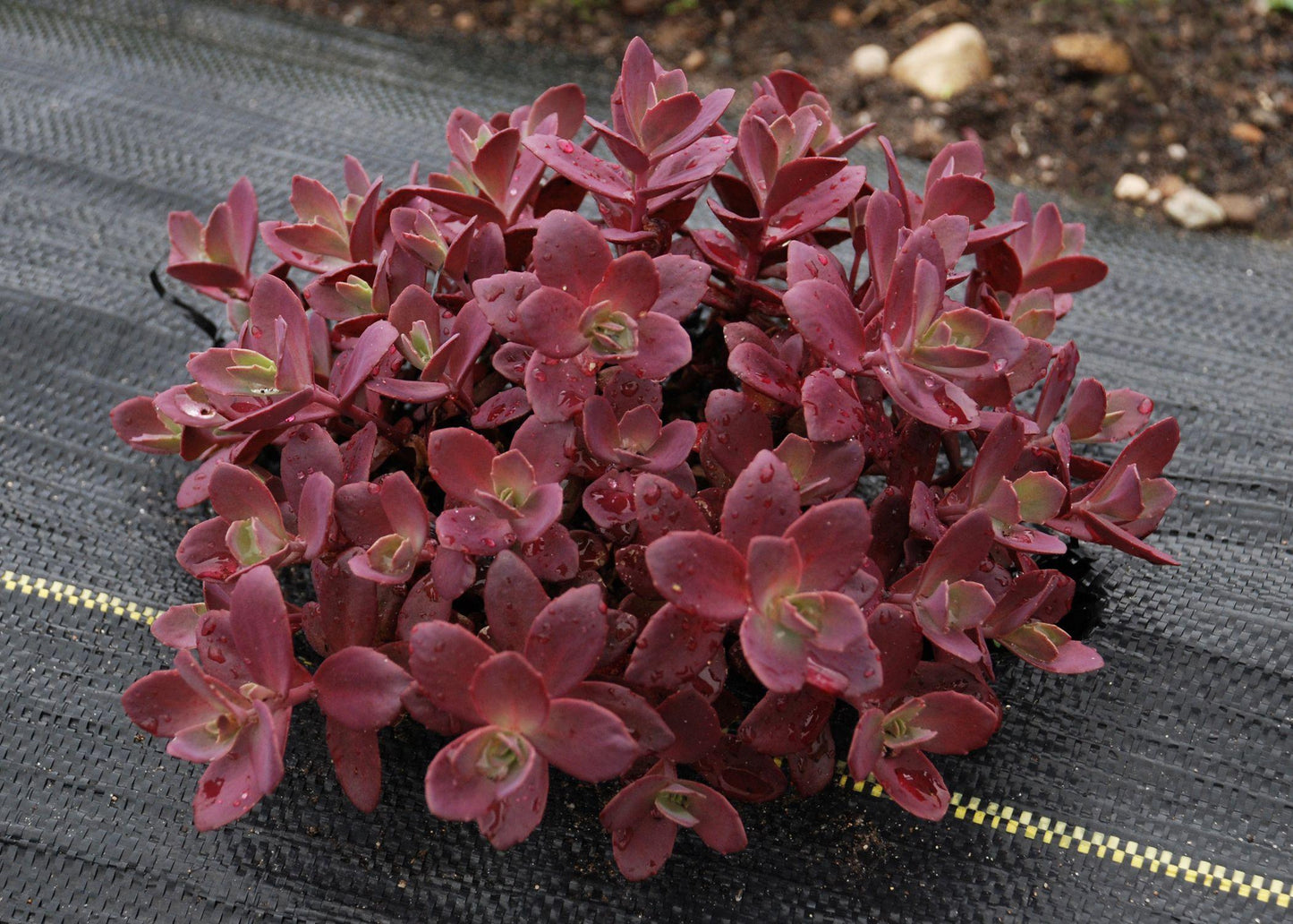 G5257 Sedum 'sunsparkler Firecracker' - View 7 from www redcrocus com