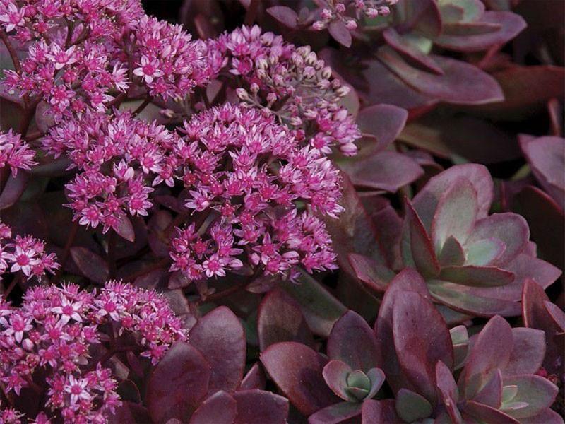 G5257 Sedum 'sunsparkler Firecracker' - View 9 from www redcrocus com