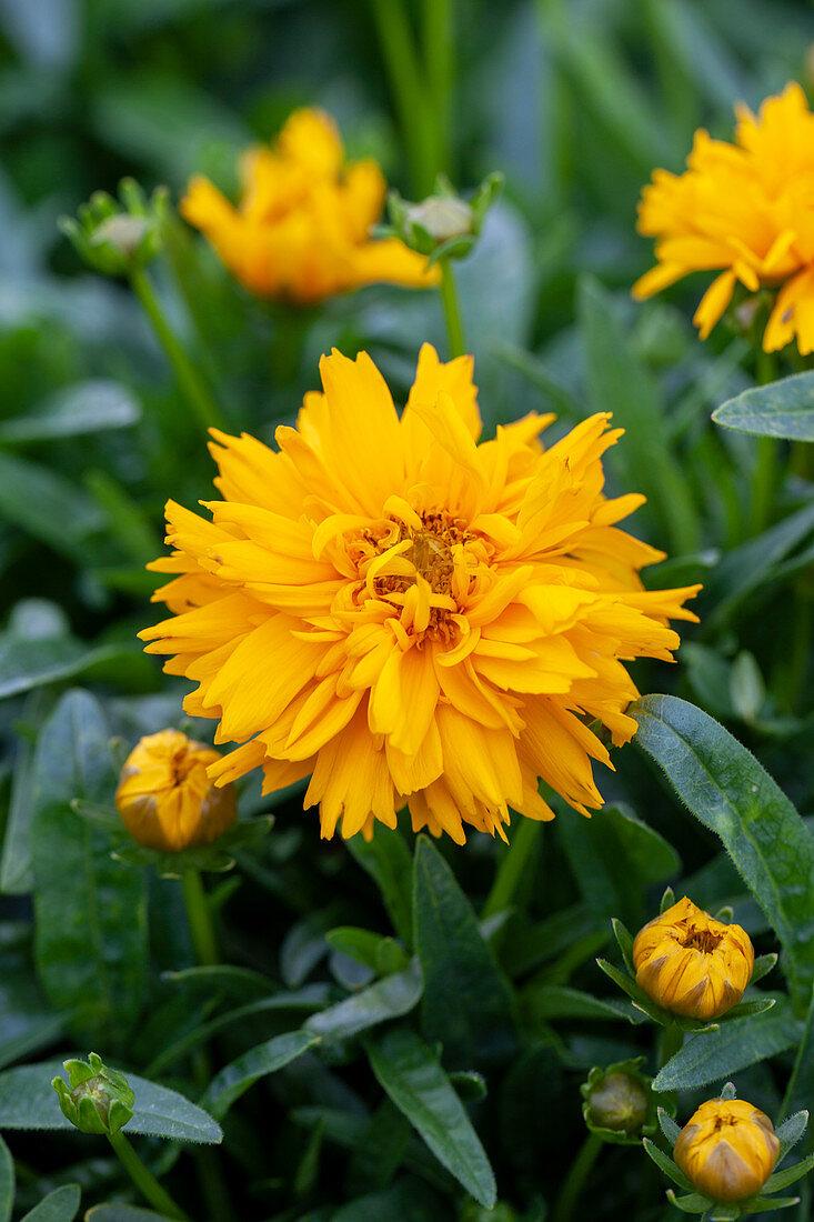 G5301 Coreopsis Grandiflora Double The Sun - View 10 from www redcrocus com