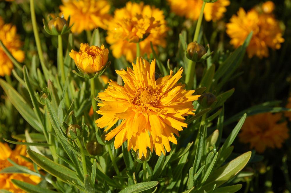 G5301 Coreopsis Grandiflora Double The Sun - View 11 from www redcrocus com