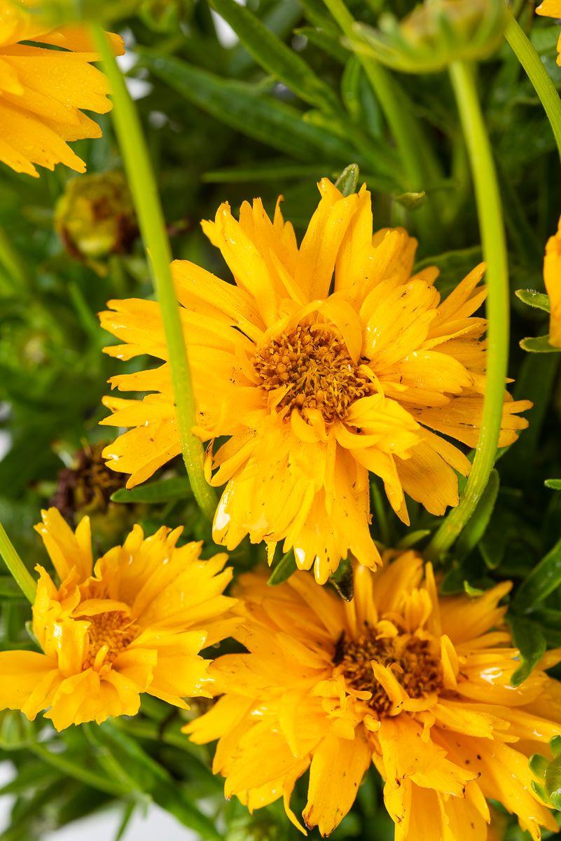 G5301 Coreopsis Grandiflora Double The Sun - View 12 from www redcrocus com