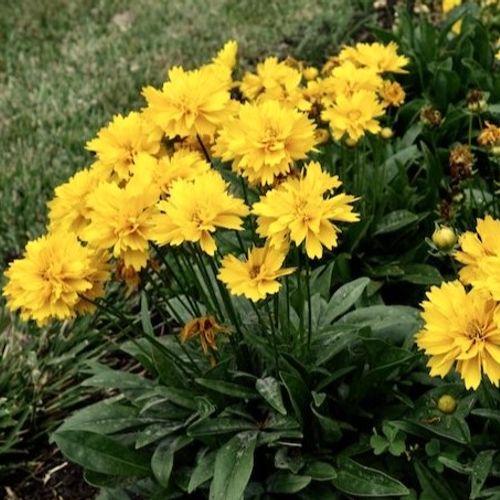 G5301 Coreopsis Grandiflora Double The Sun - View 13 from www redcrocus com