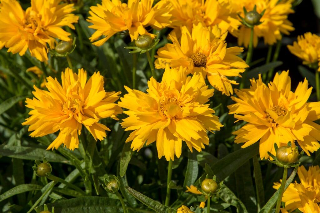 G5301 Coreopsis Grandiflora Double The Sun - View 16 from www redcrocus com