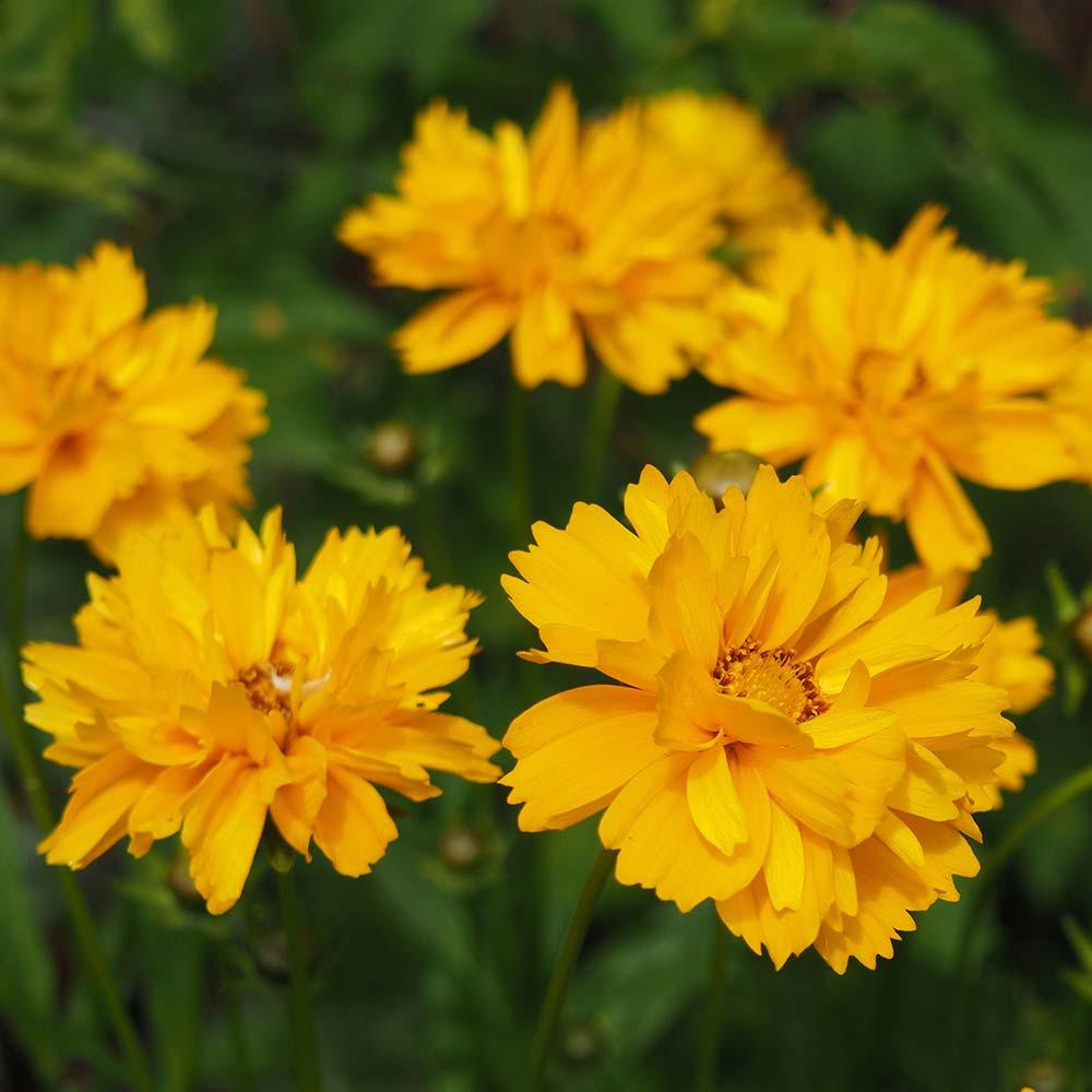 G5301 Coreopsis Grandiflora Double The Sun - View 2 from www redcrocus com