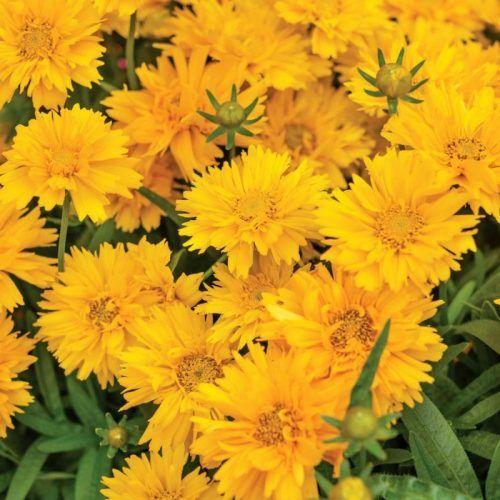 G5301 Coreopsis Grandiflora Double The Sun - View 3 from www redcrocus com